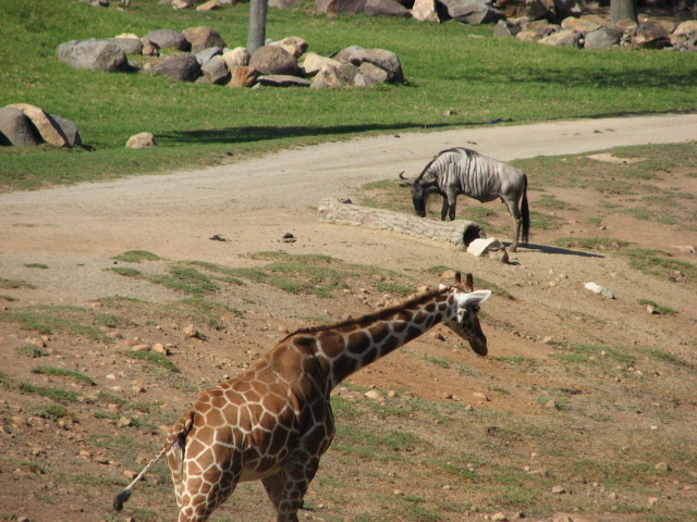 Southern Africa - Reticulated Giraffe and Eastern White-Bearded Wildebeest