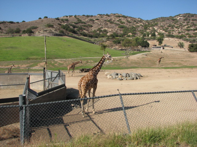 Southern Africa - Reticulated Giraffe