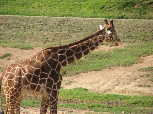 Southern Africa - Reticulated Giraffe