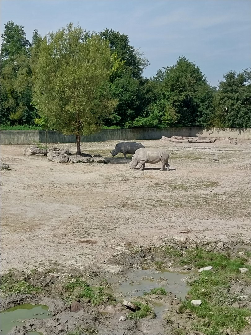 Southern Africa savannah - Southern white rhino (Ceratothorium simum simum)