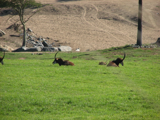 Southern Africa - South African Sable Antelope