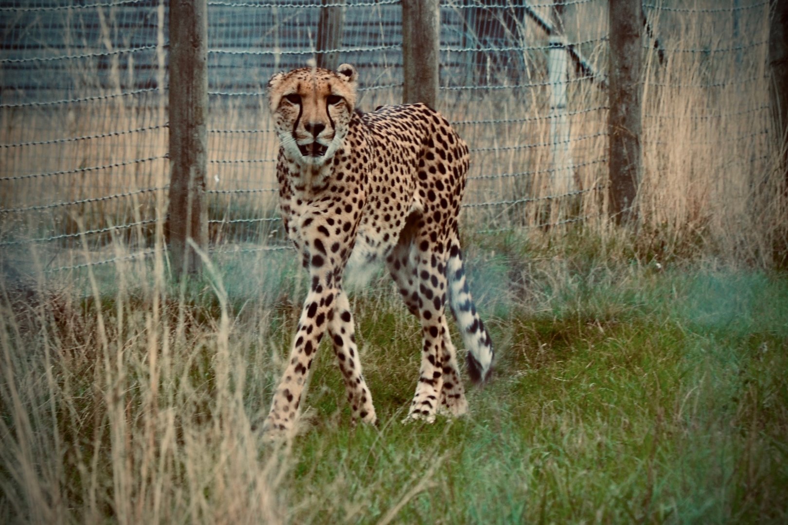 Southern African Cheetah