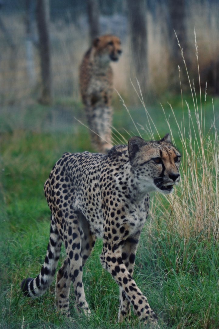 Southern African Cheetah