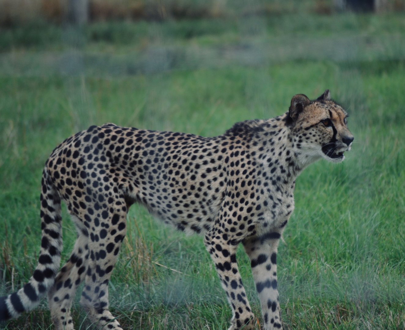Southern African Cheetah