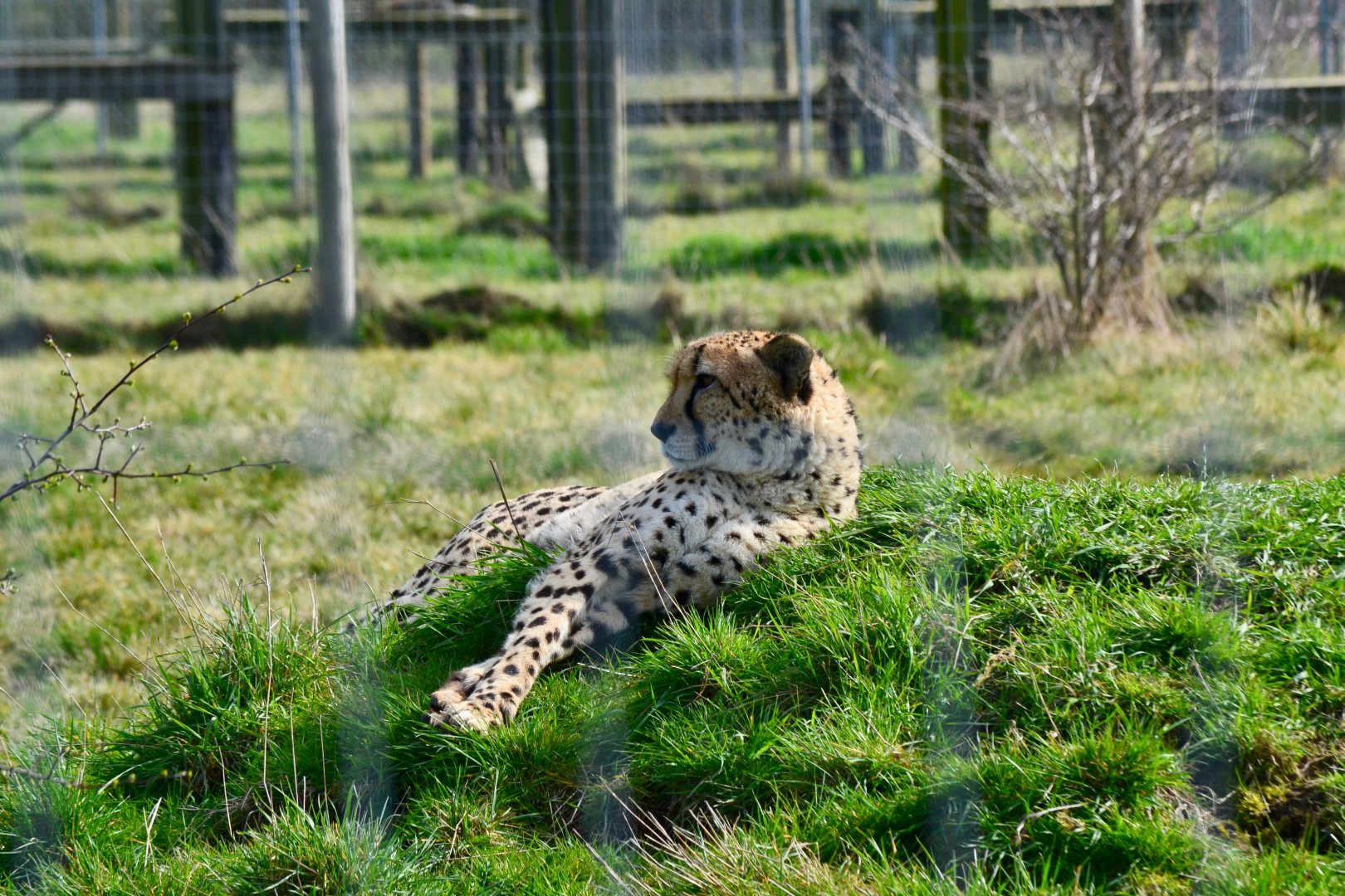 Southern African Cheetah