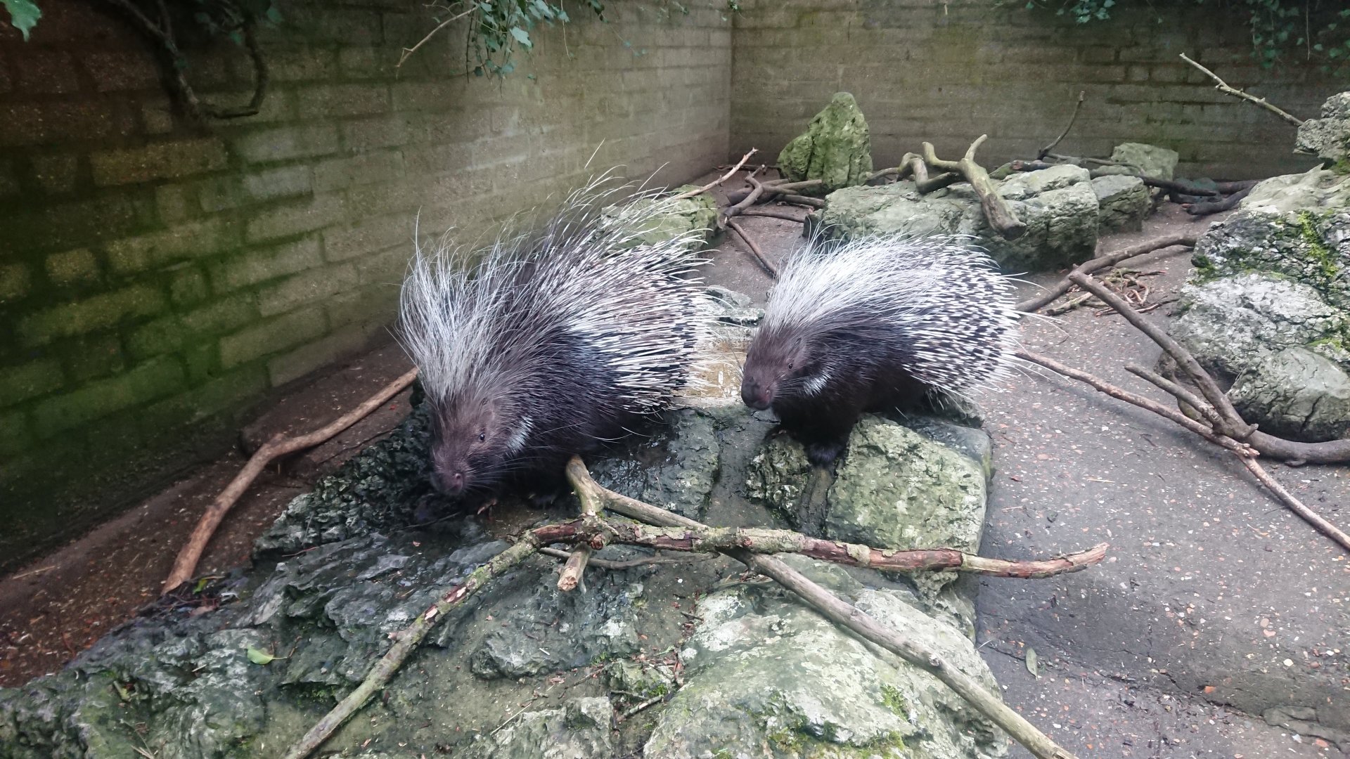 Southern African Crested Porcupines 21/02/20