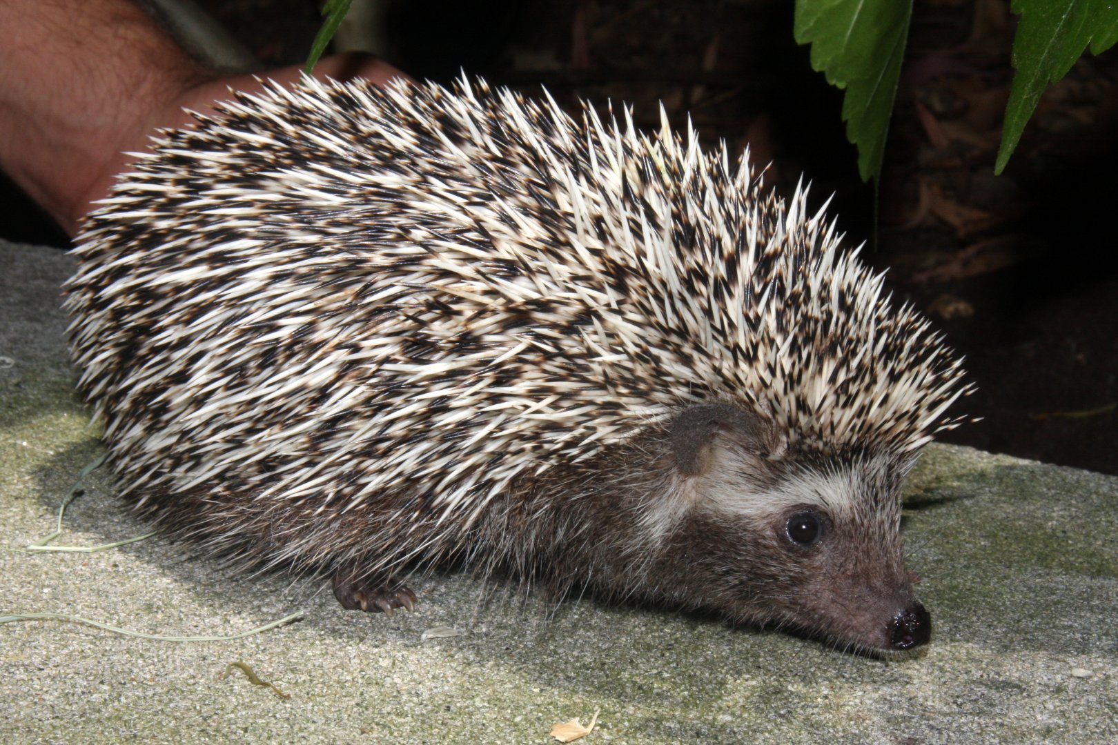 Southern African hedgehog (Atelerix frontalis) 2011