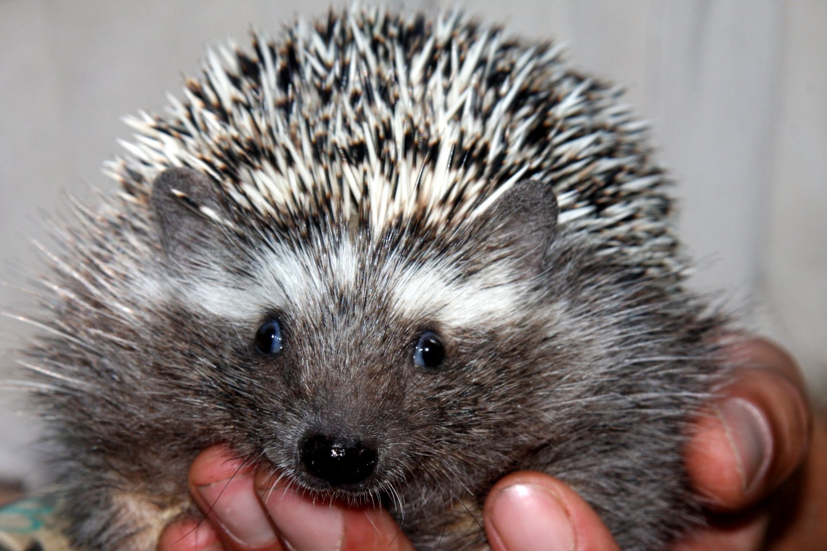 Southern African hedgehog (Atelerix frontalis) 2011