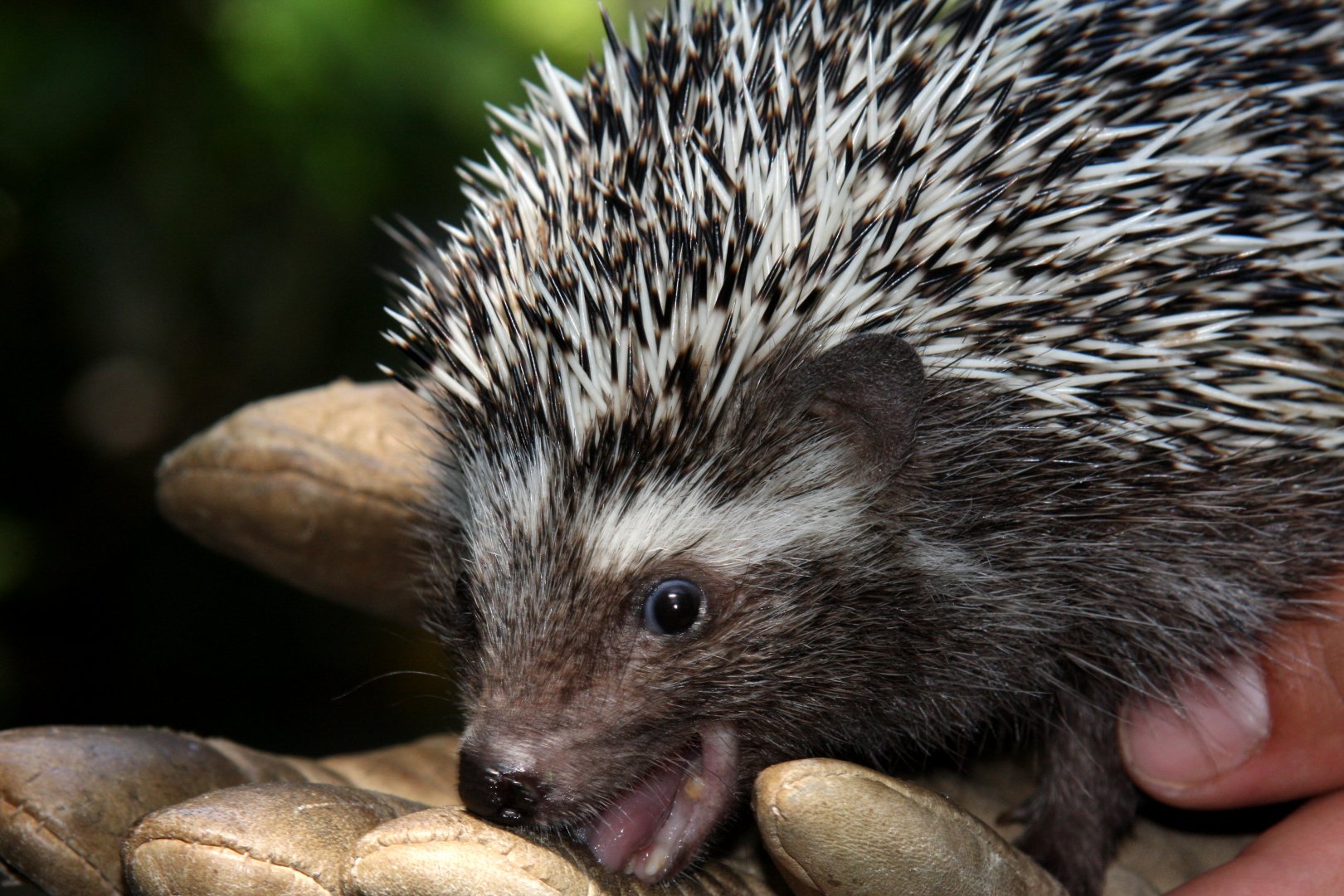 Southern African hedgehog (Atelerix frontalis) 2011