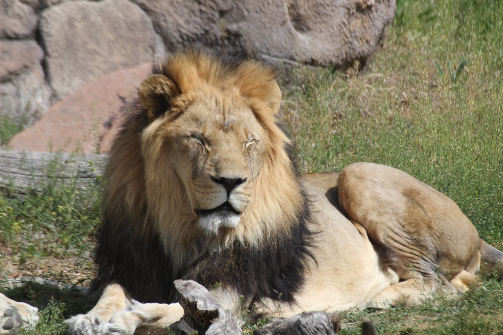 Southern African Lion (Panthera leo melanochaita)