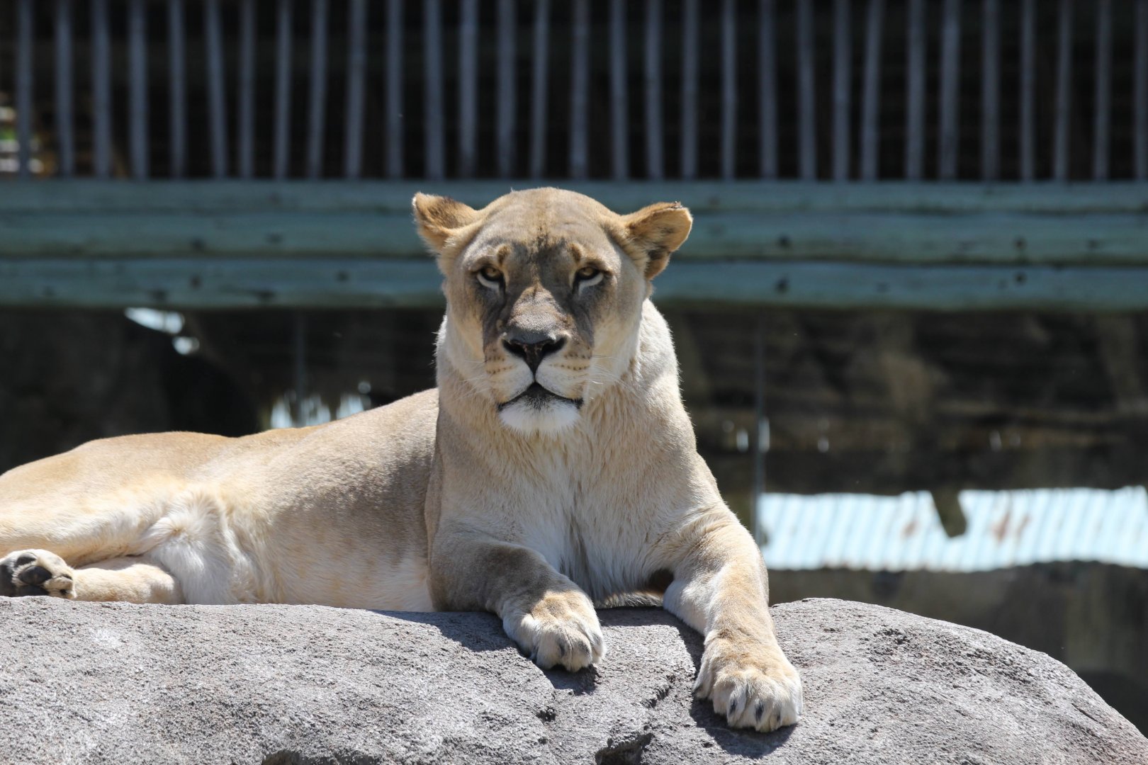 Southern African Lion