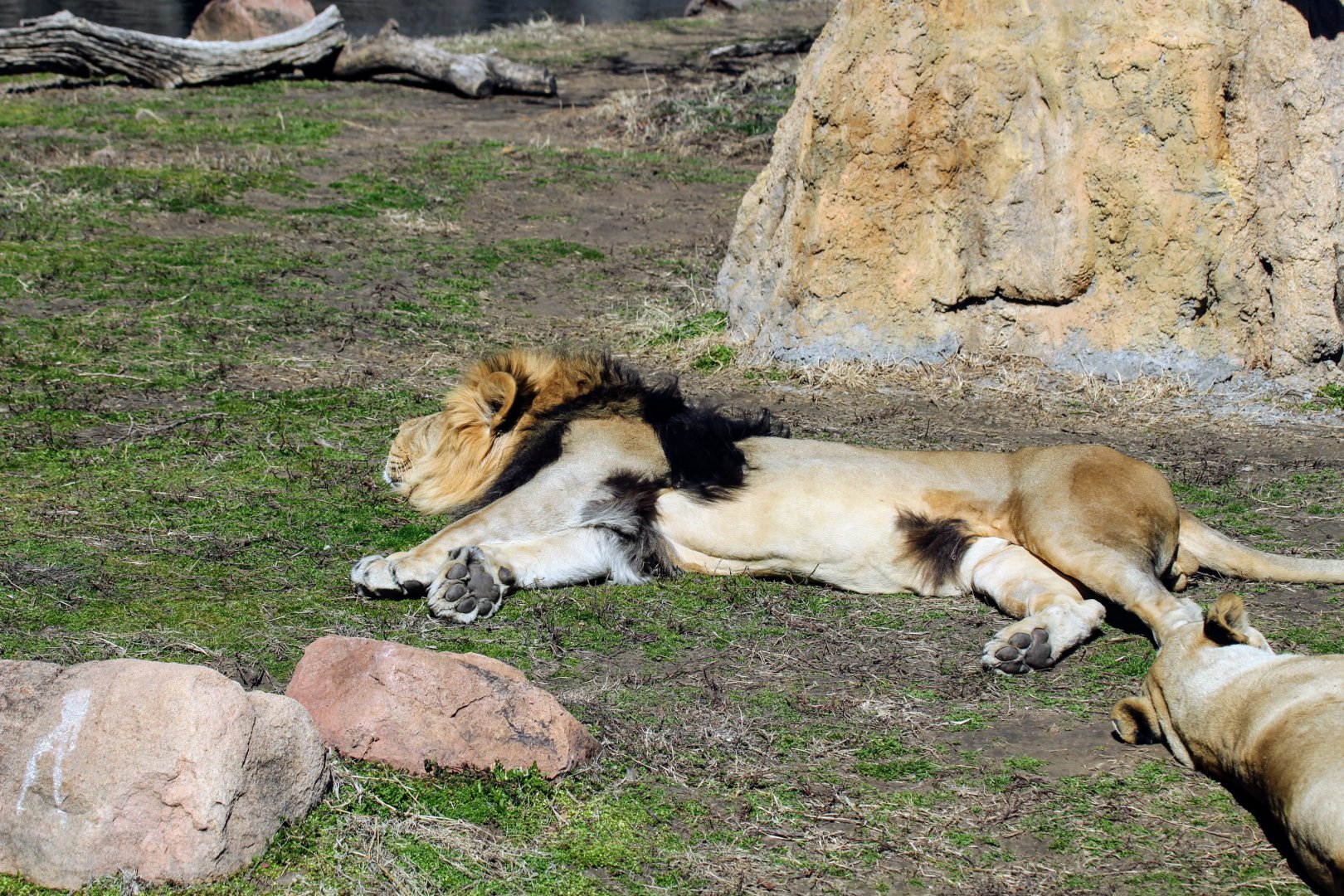 Southern African Lion