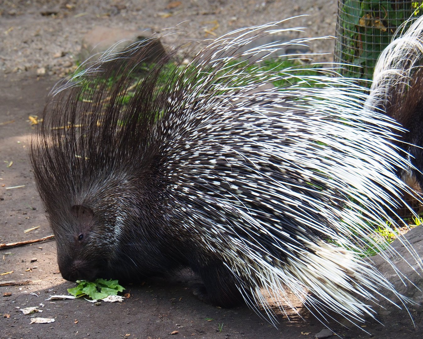 Southern African porcupine (Hystrix africaeaustralis), 2019-05-31