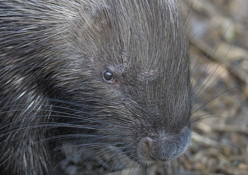 Southern African porcupine