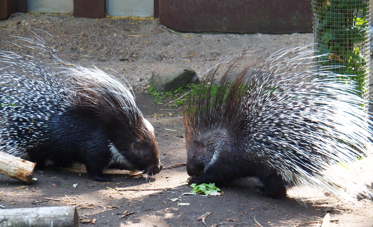Southern African porcupines (Hystrix africaeaustralis), 2019-05-31