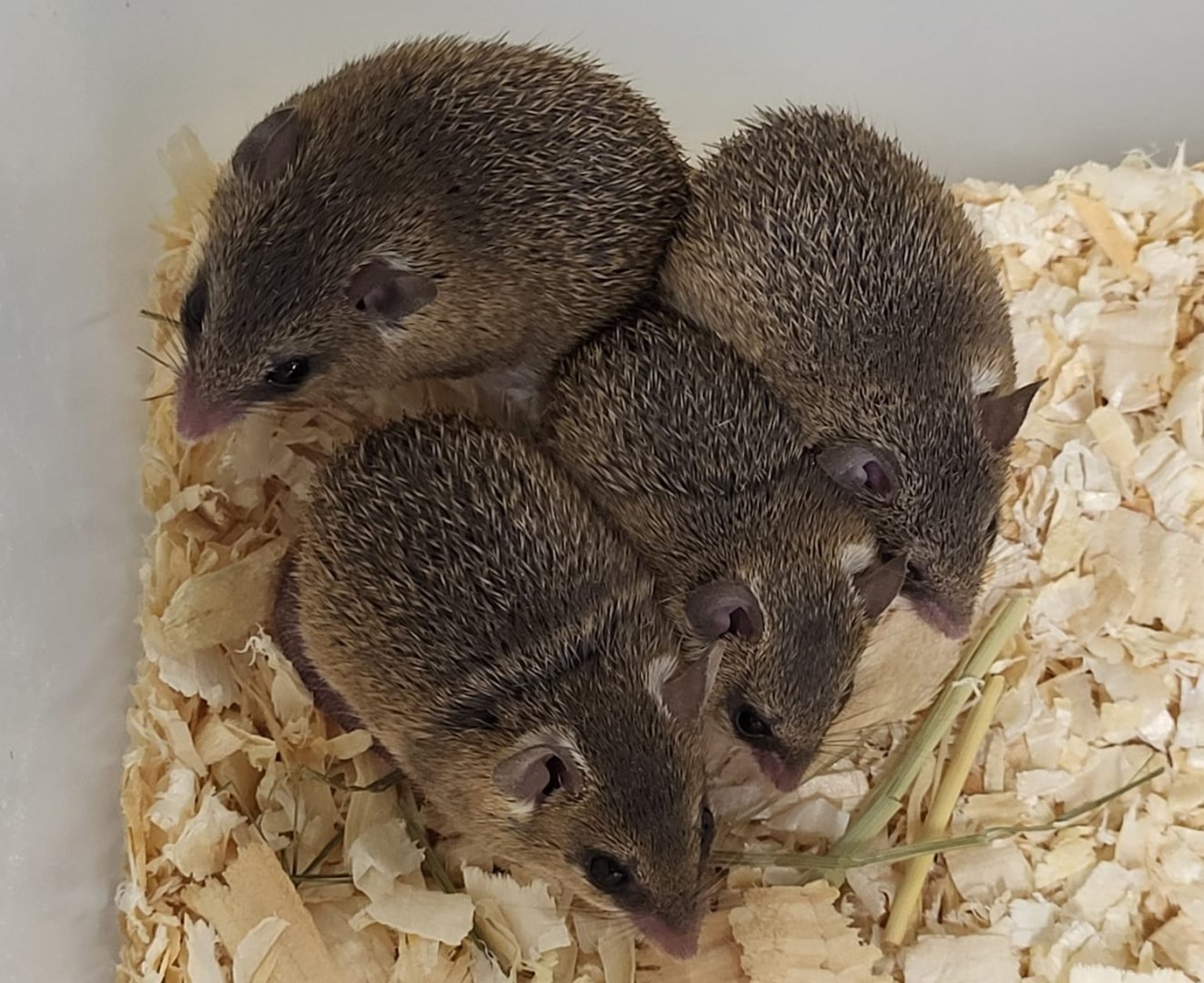 Southern African spiny mice