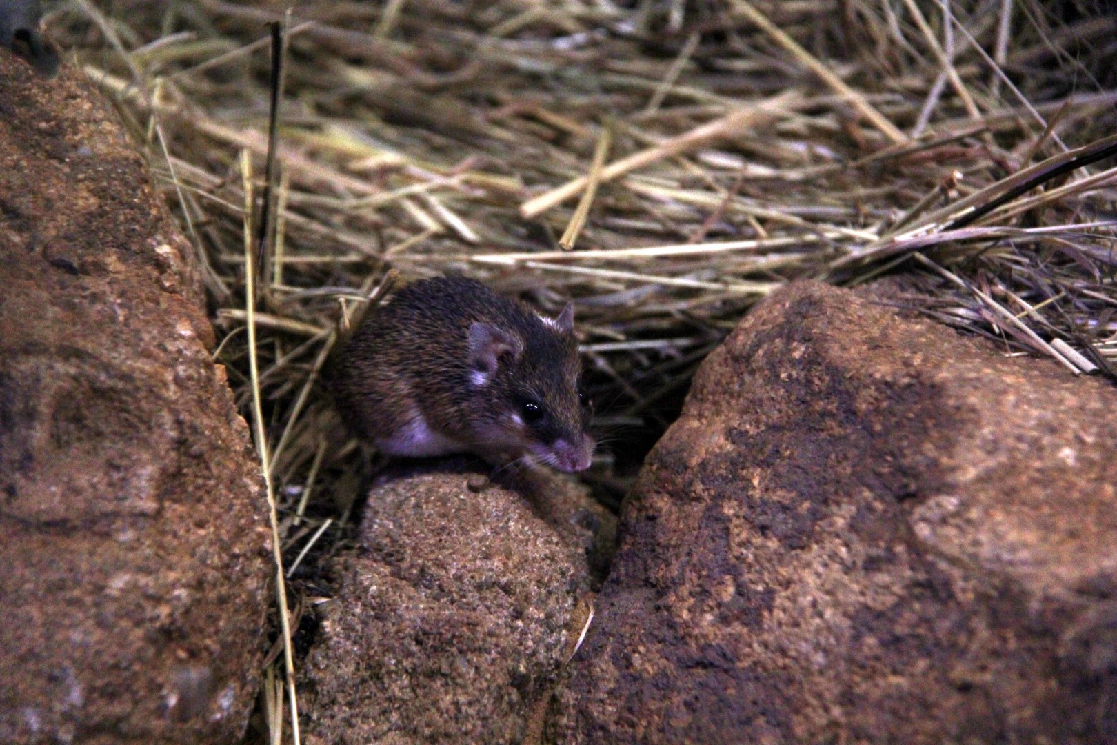 southern African spiny mouse (Acomys spinosissimus)