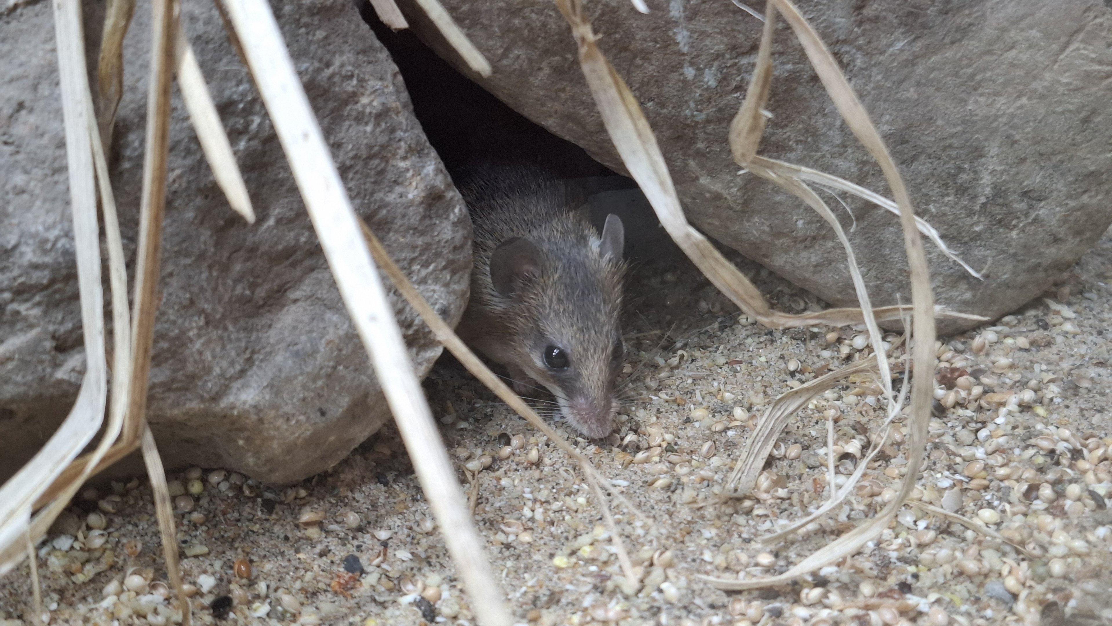 Southern African Spiny Mouse in Hidden Savannah, Heart of Africa at Chester, 12th April 2025