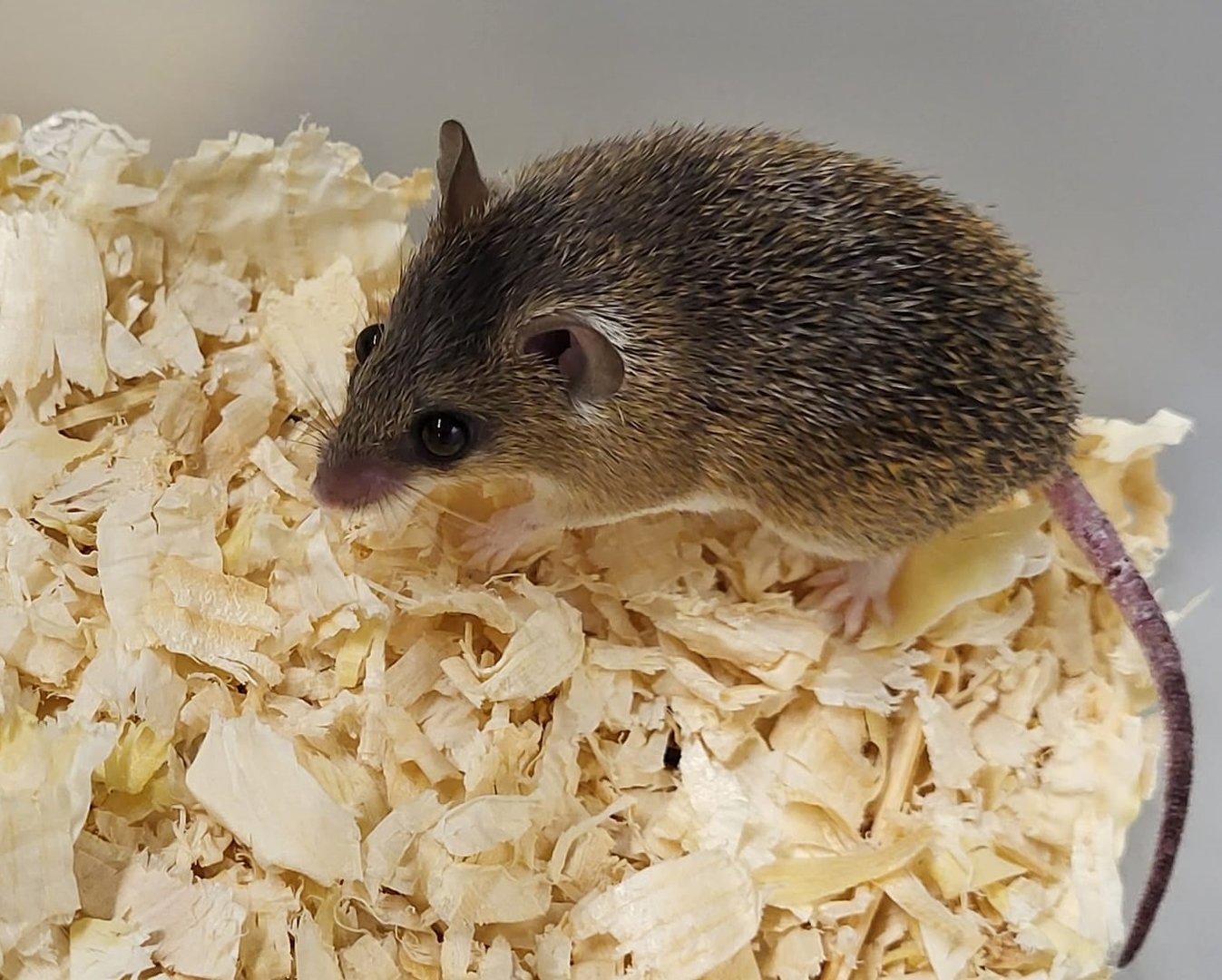 Southern African spiny mouse