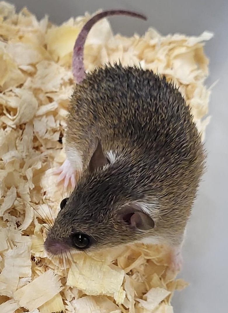 Southern African spiny mouse