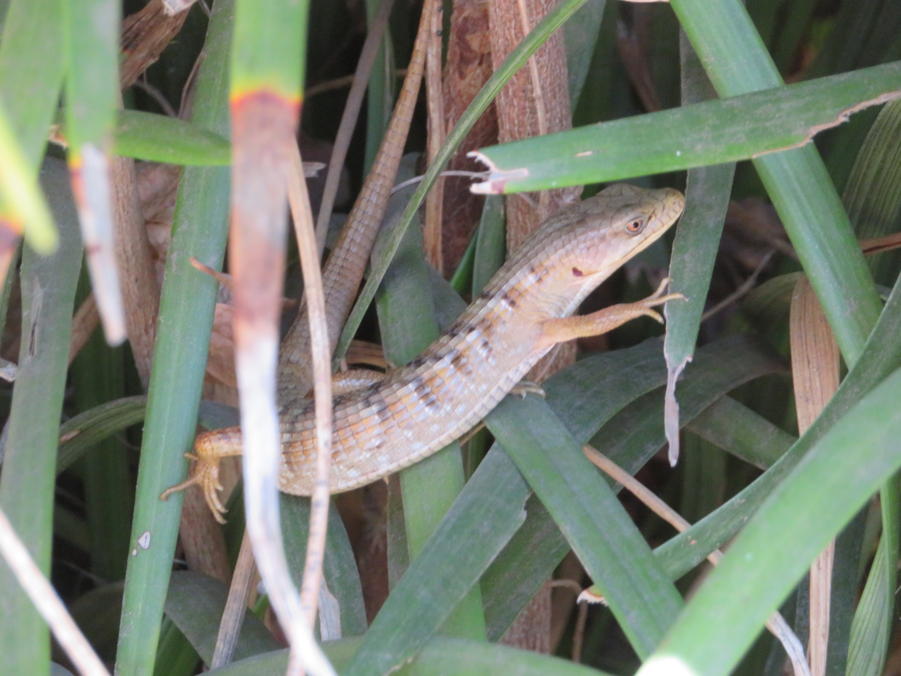 Southern Alligator Lizard (Wild)