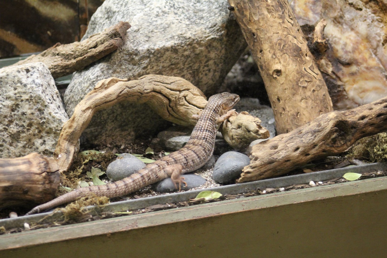 Southern Alligator Lizard