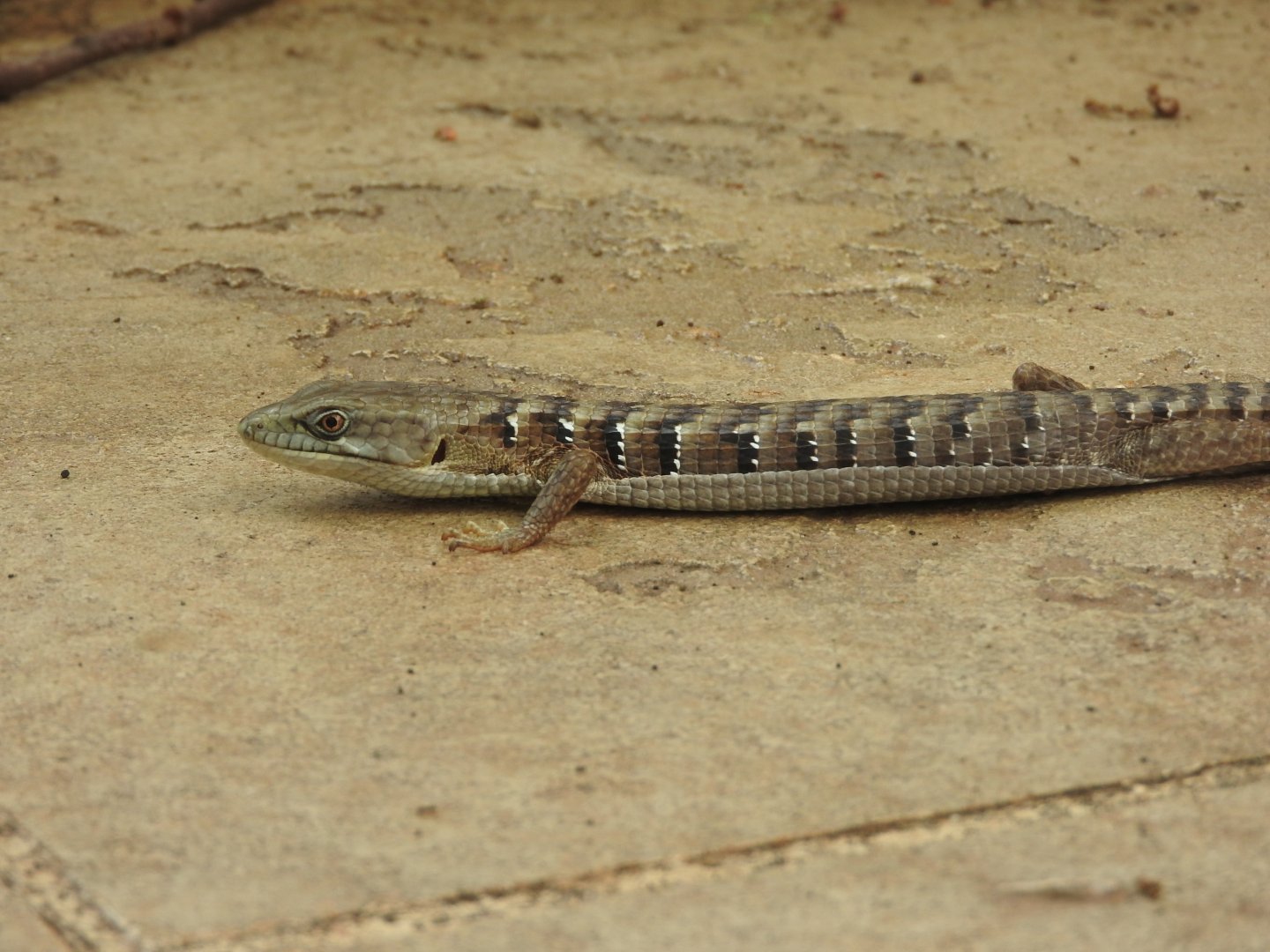 Southern Alligator Lizard