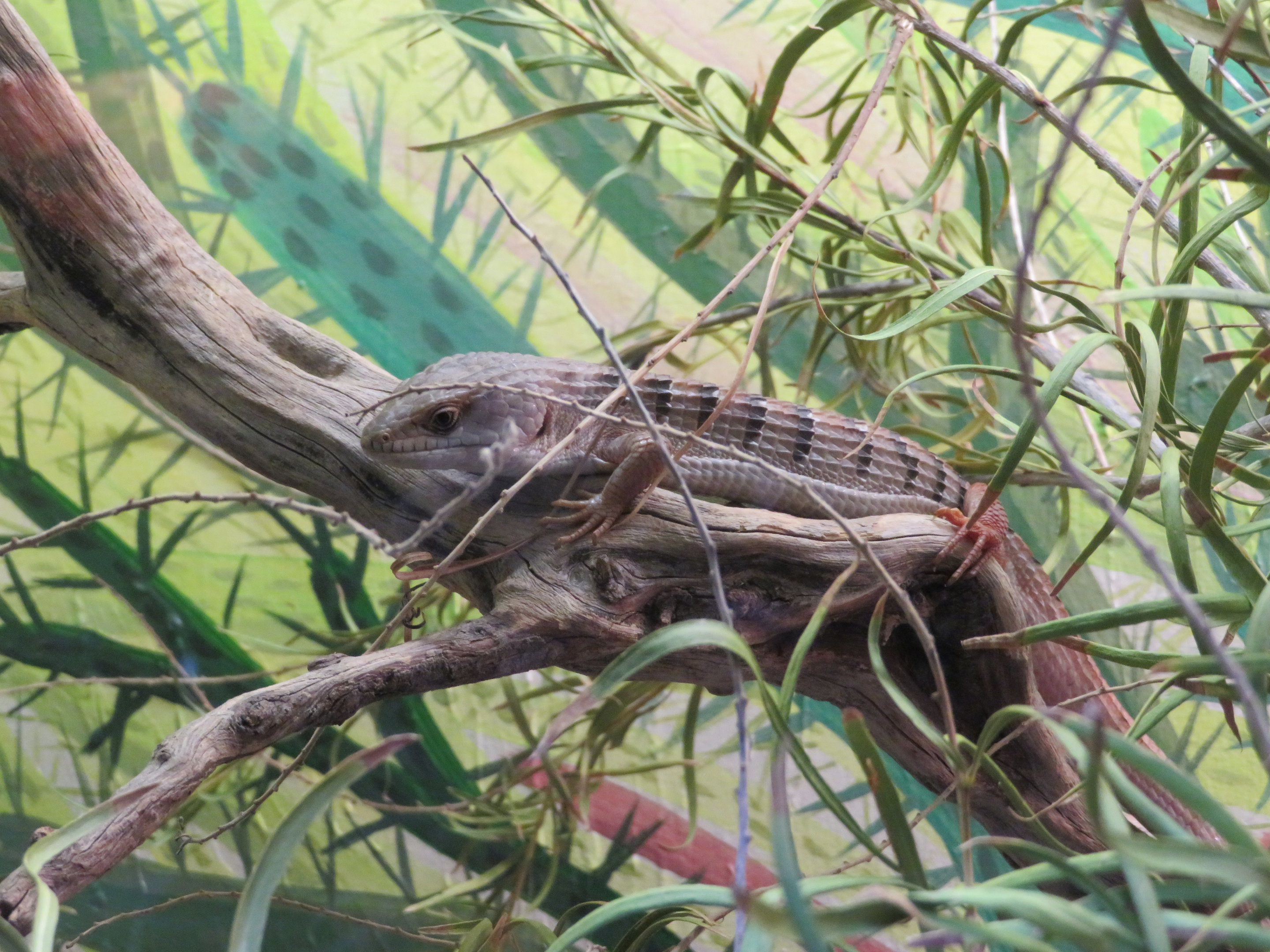 Southern Alligator Lizard