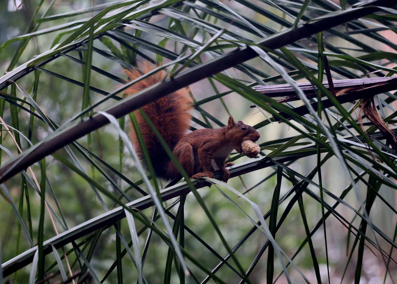 southern Amazon red squirrel (Sciurus spadiceus)