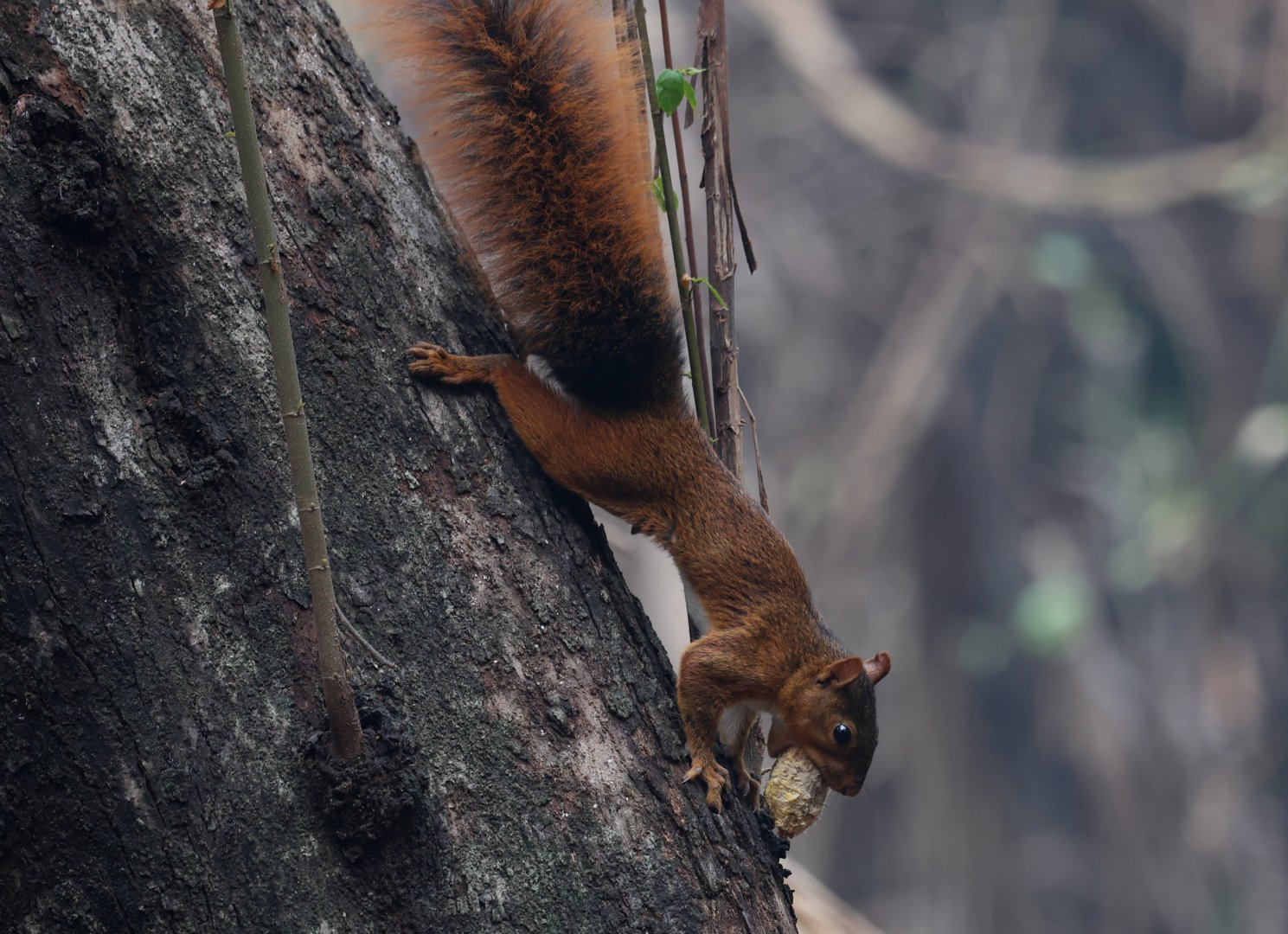 southern Amazon red squirrel (Sciurus spadiceus)
