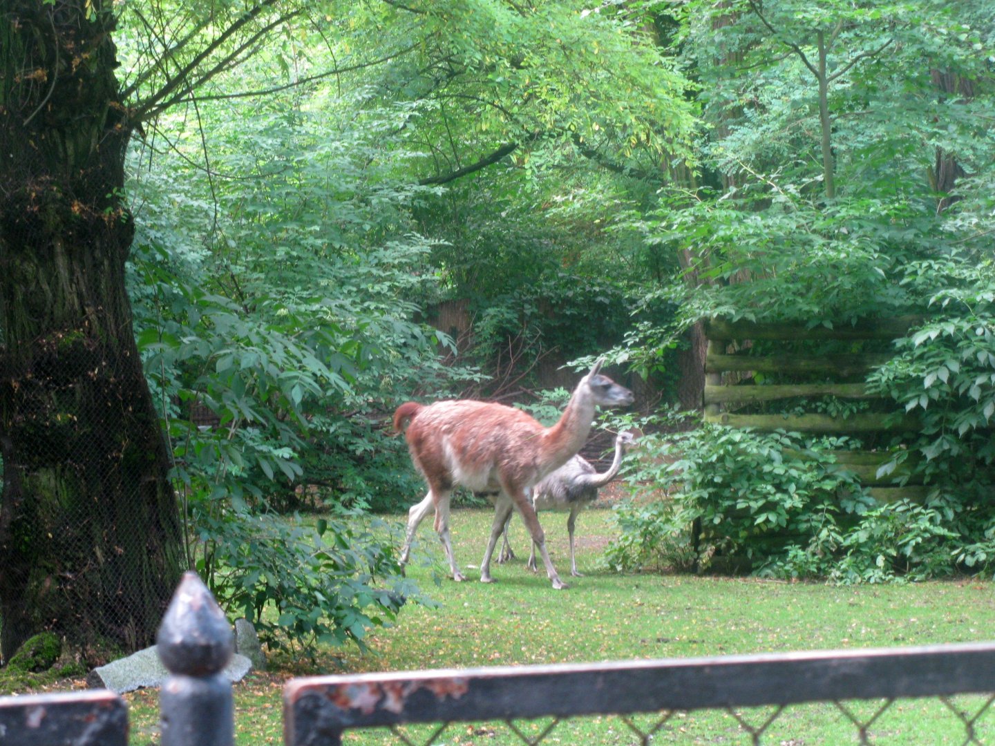 Southern America enclosure (Vicugna & Greater Rhea) - 08.2013
