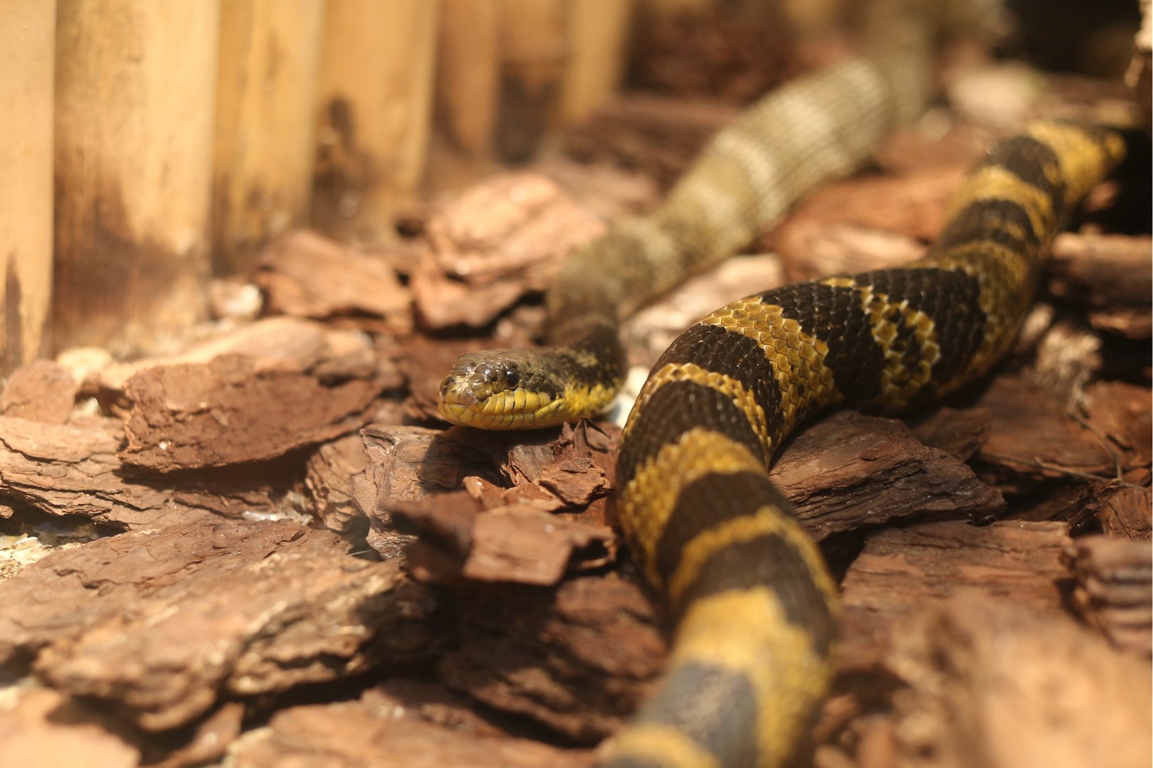 Southern Amur Rat Snake (Elaphe anomala)