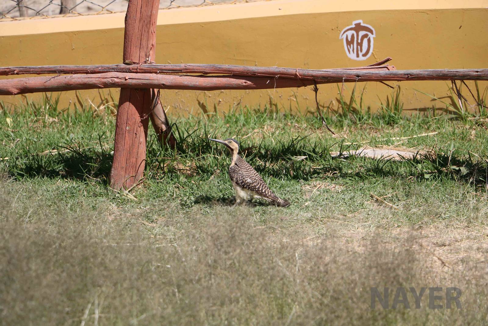 Southern Andean flicker (wild), March 2016