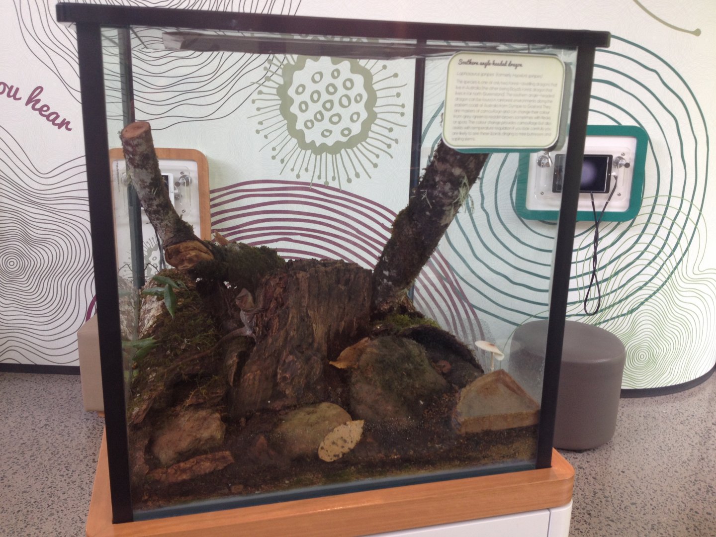 Southern Angle-headed Dragon enclosure