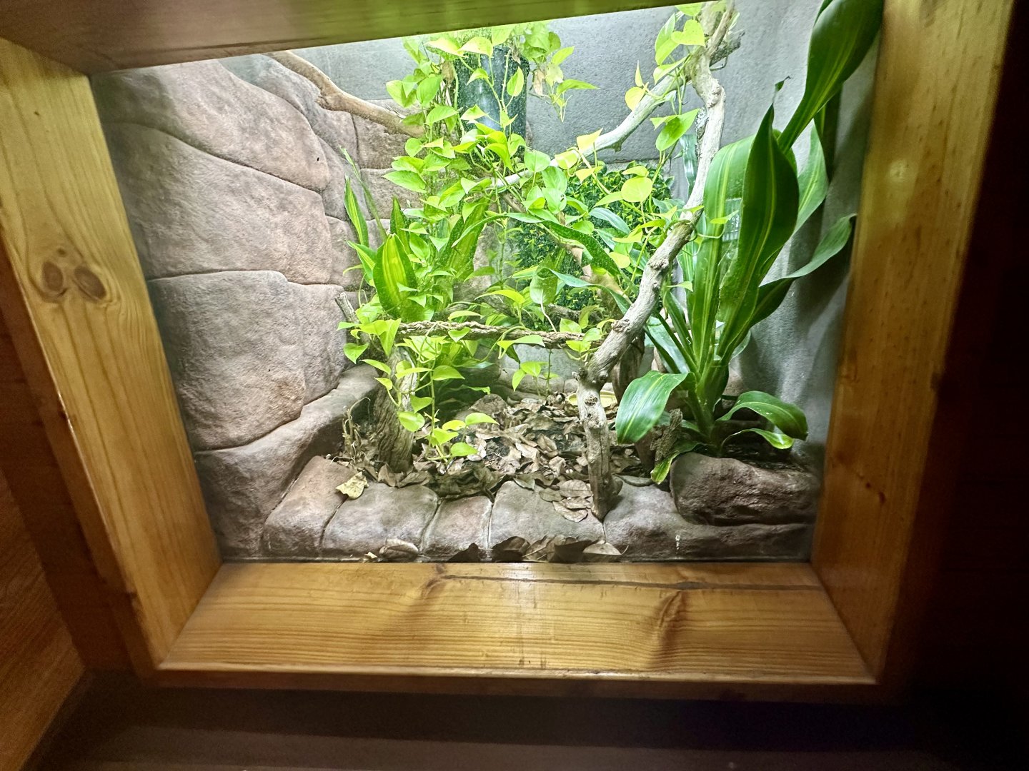 Southern Angle-headed Dragon Exhibit