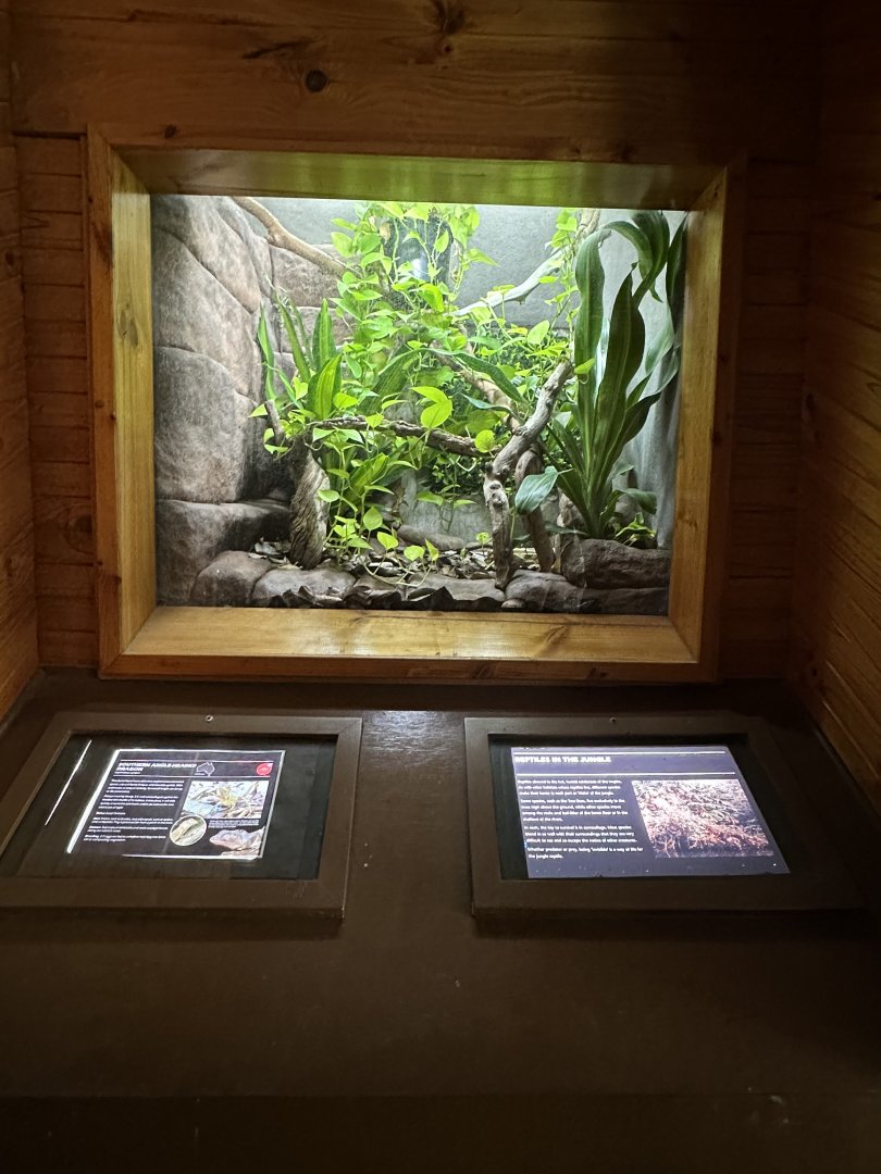 Southern angle headed dragon exhibit