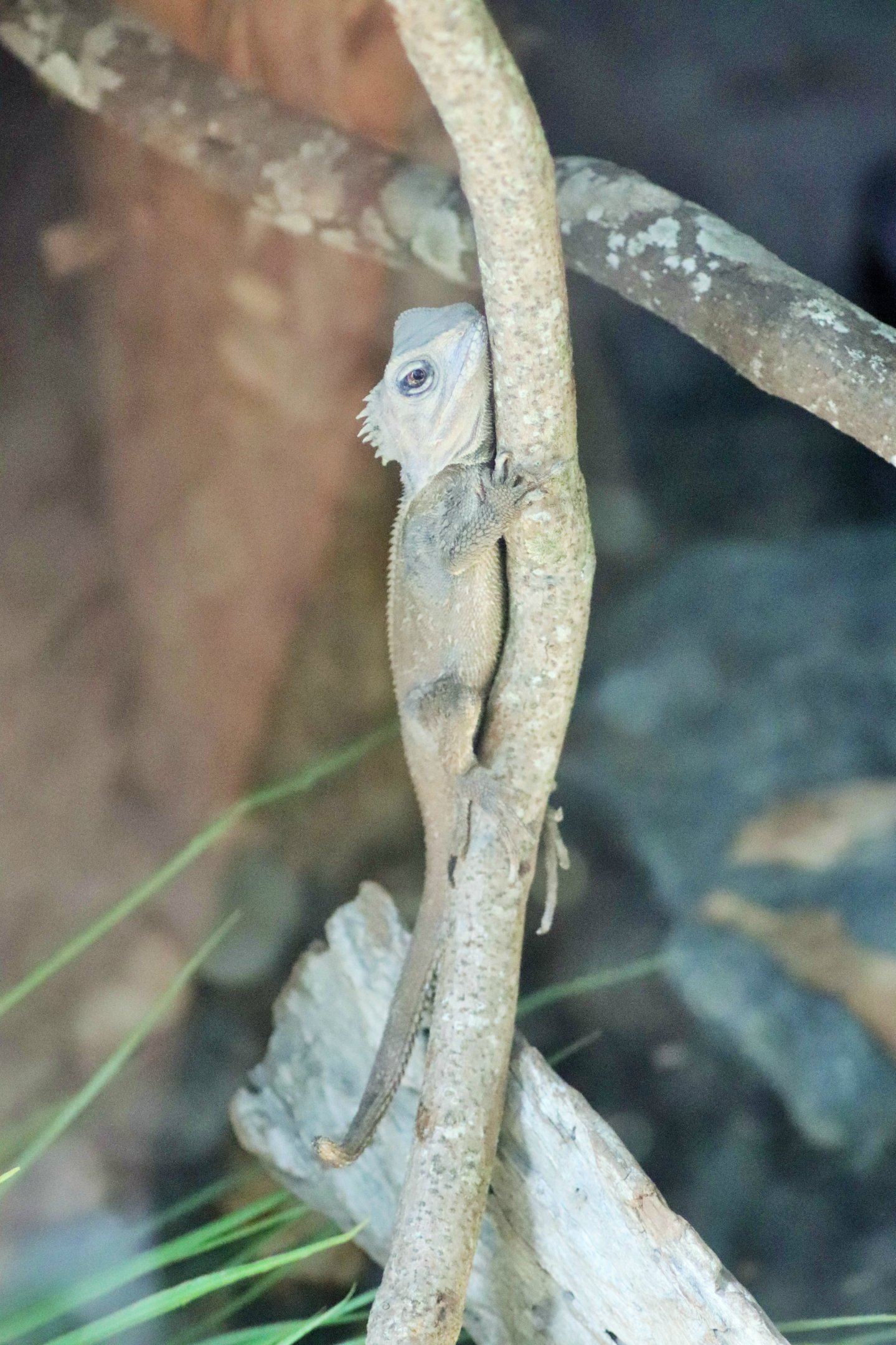 Southern Angle-Headed Dragon (Hypsilurus spinipes)