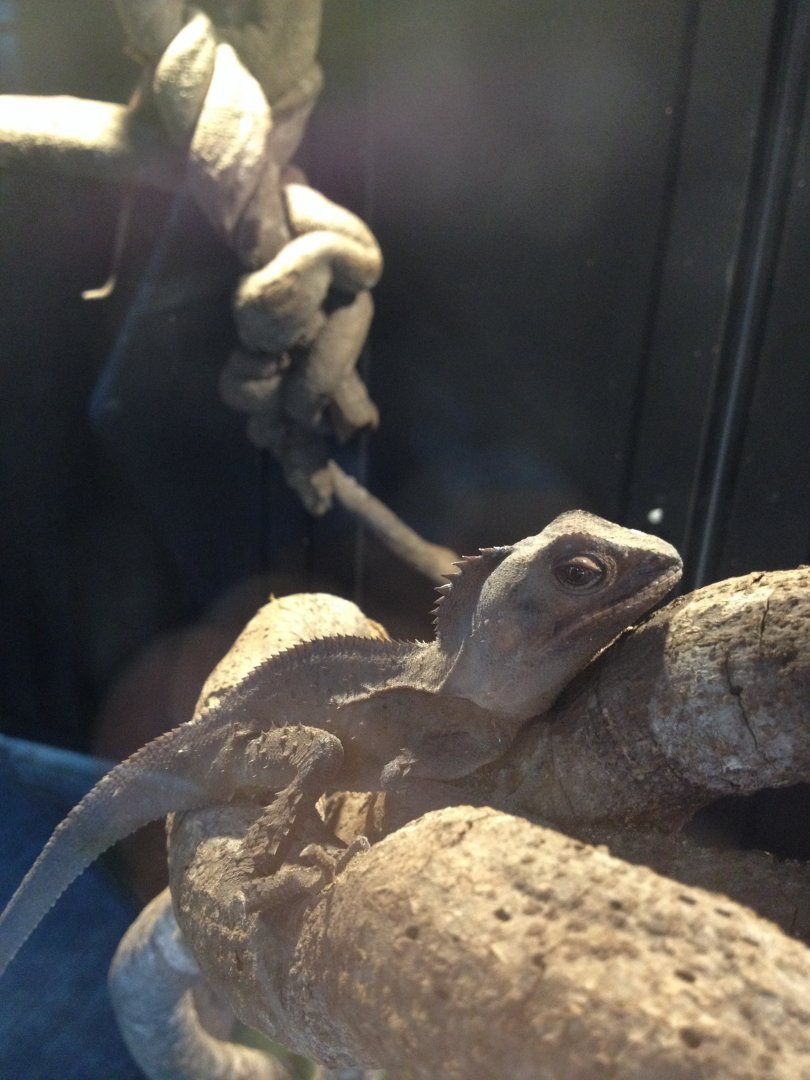 Southern Angle-headed Dragon (Lophosaurus spinipes)