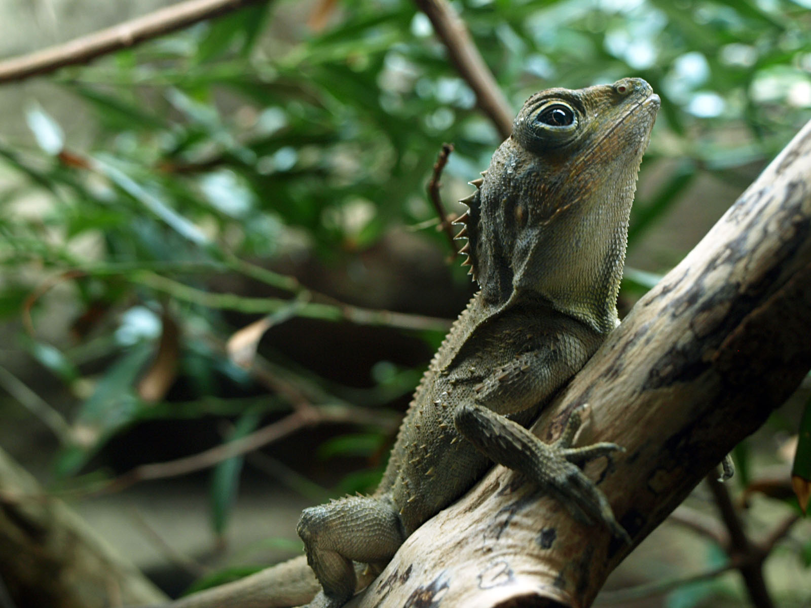 Southern Angle-headed dragon
