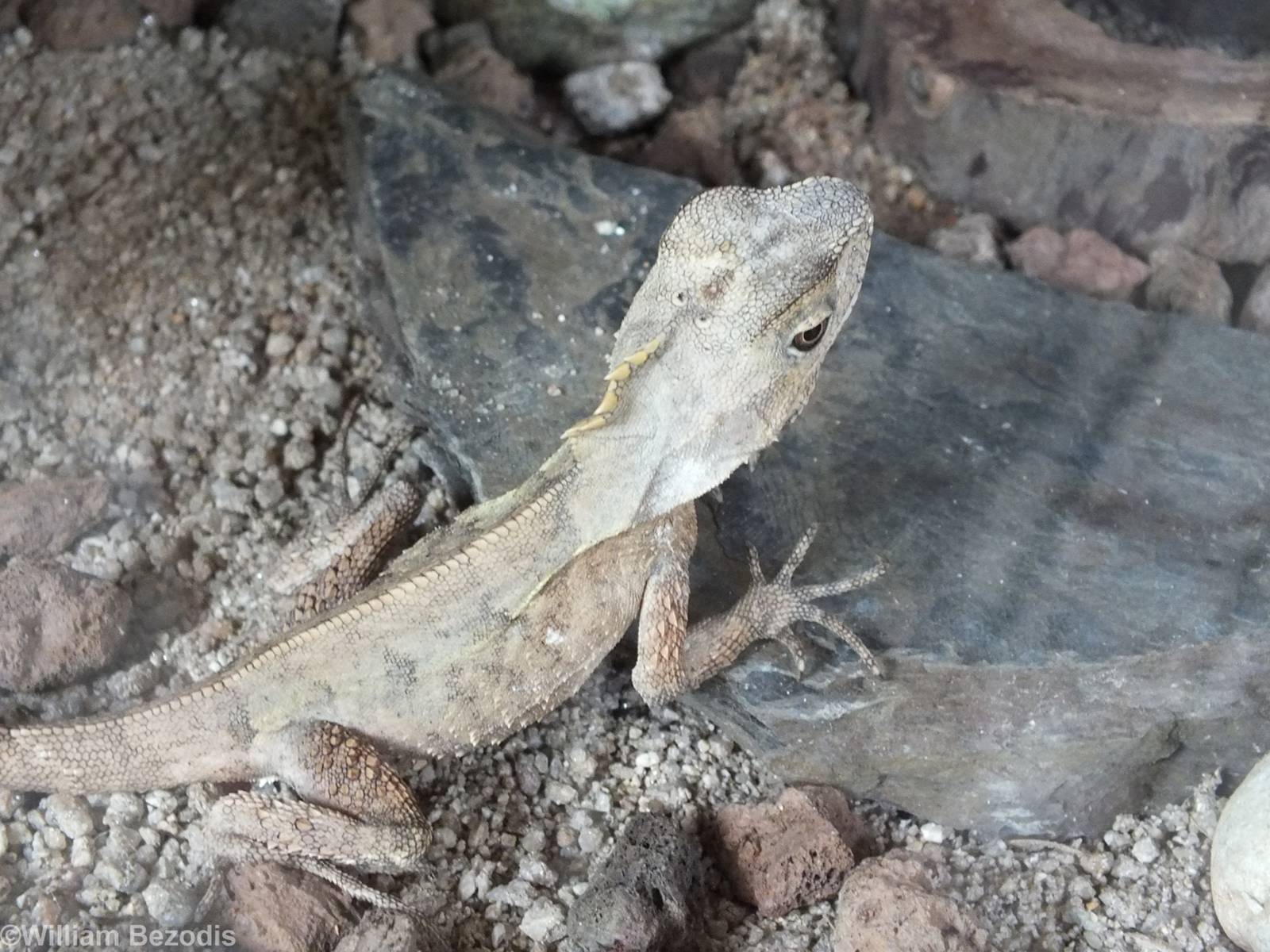 Southern Angle-headed Dragon