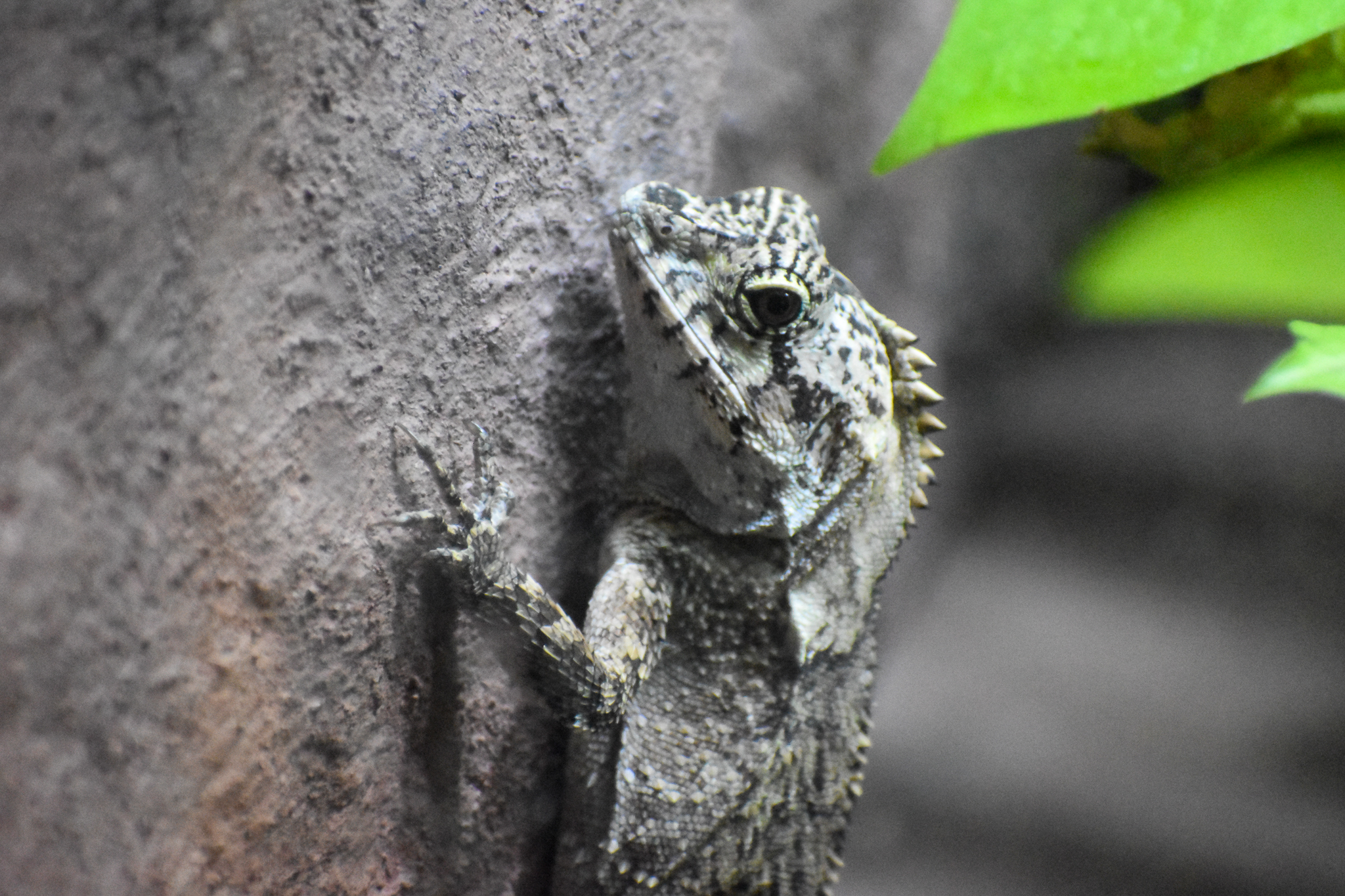 Southern Angle-headed Dragon