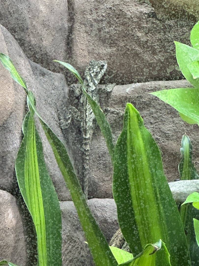 Southern angle headed dragon