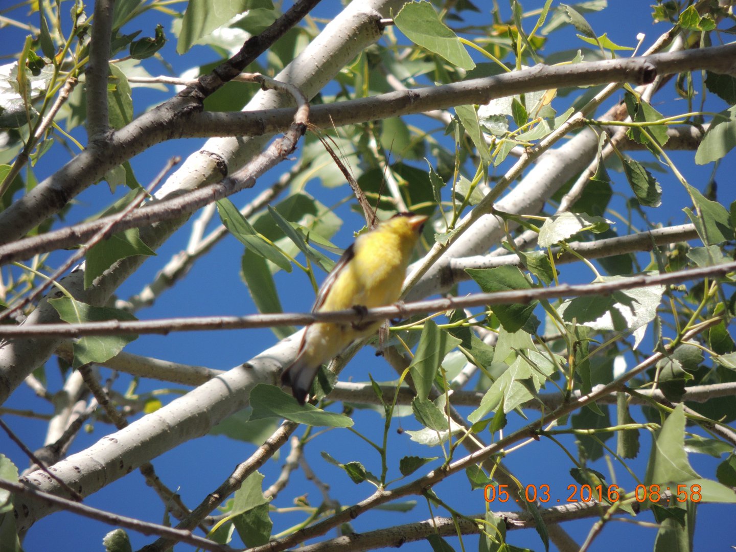 southern arizona birding trip