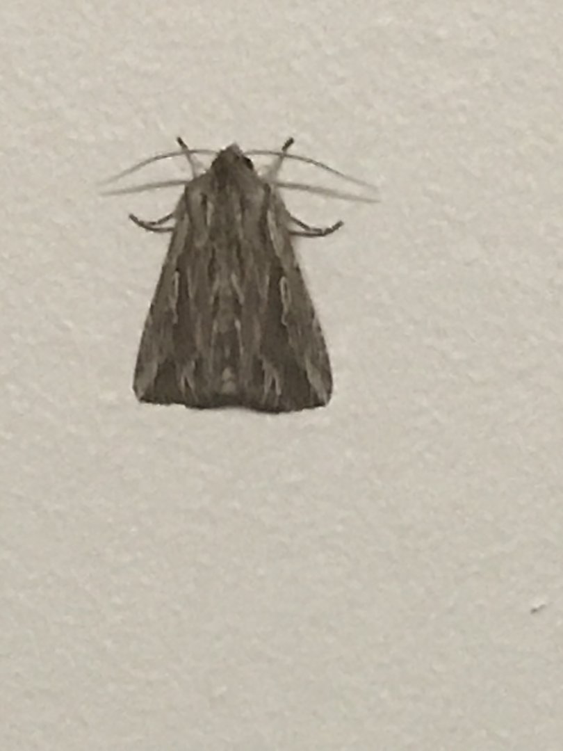 Southern Armyworm (Persectania ewingii)