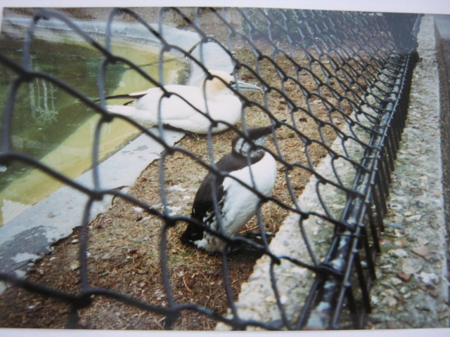 Southern Aviary with Guillemot and Gannet.