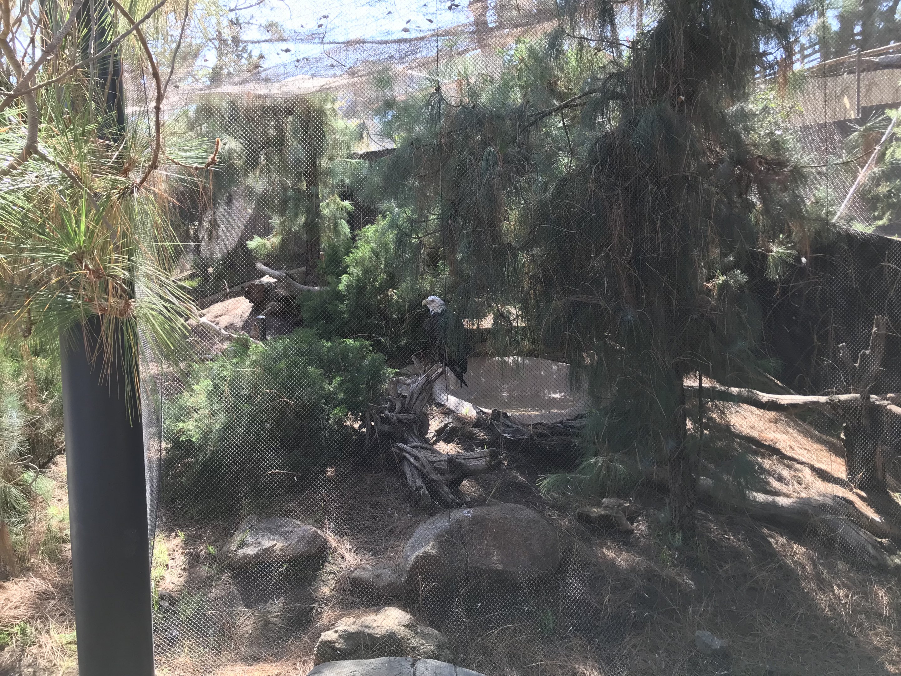 Southern Bald Eagle Exhibit