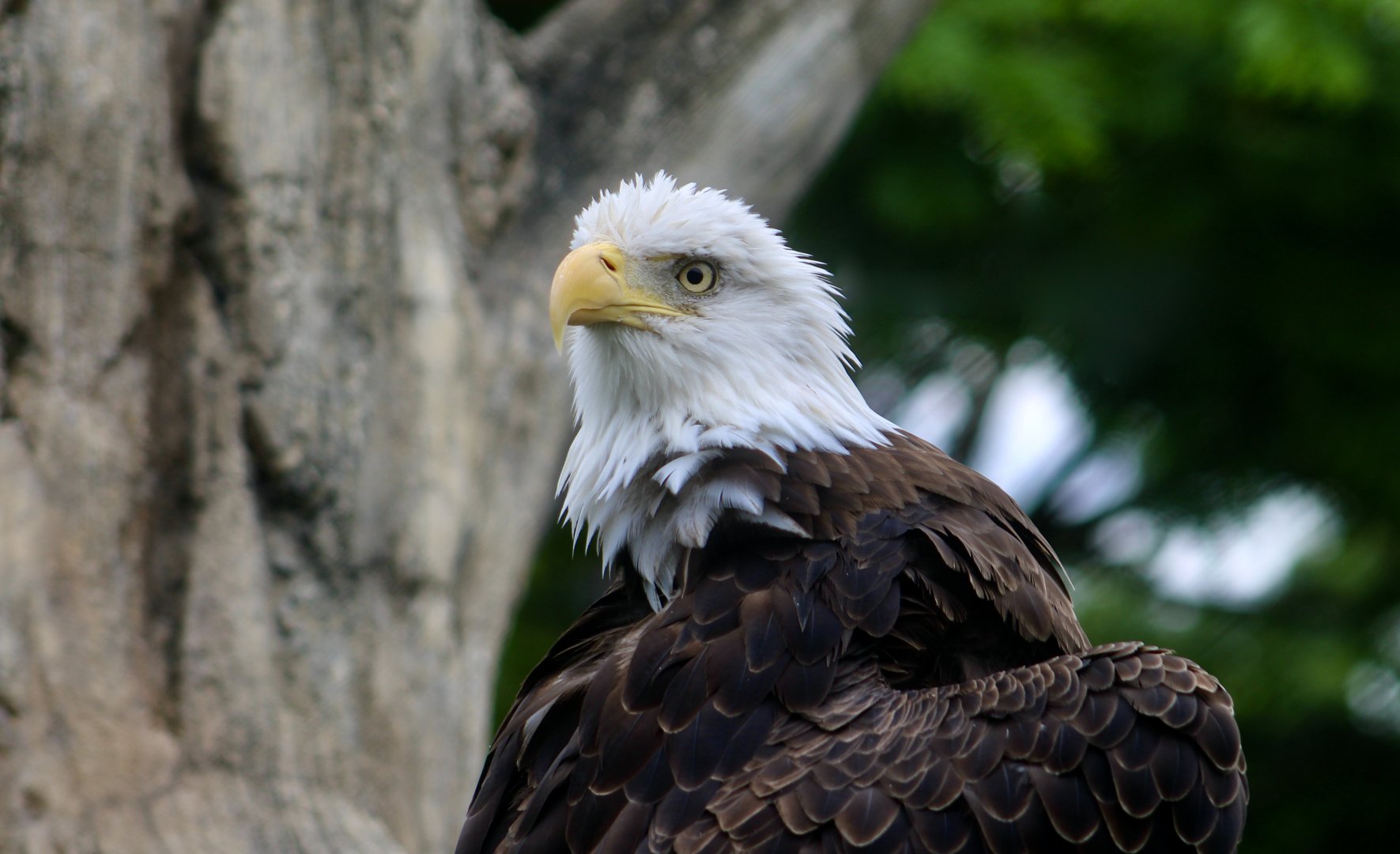 Southern Bald Eagle (Haliaeetus leucocephalus leucocephalus)