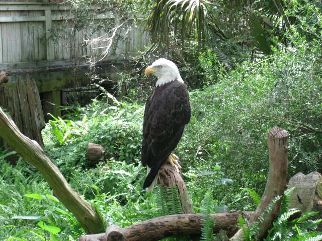 Southern Bald Eagle