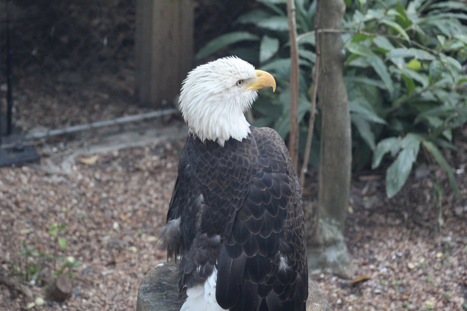 Southern Bald Eagle