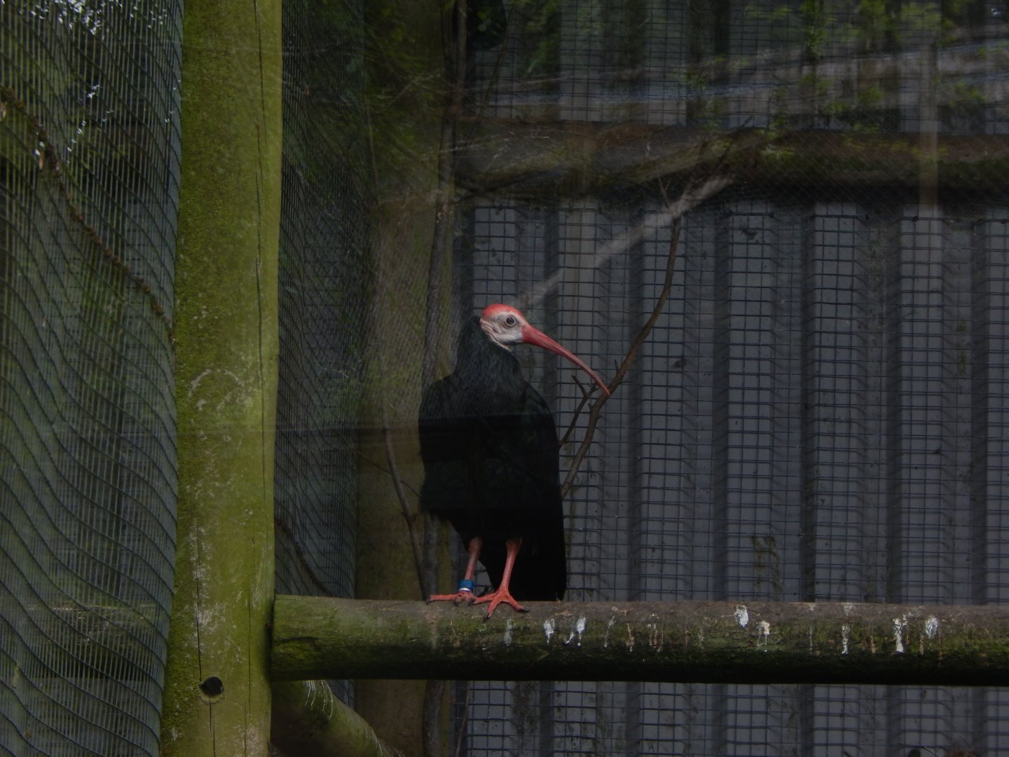 Southern bald ibis 050625